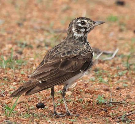 Dusky Lark